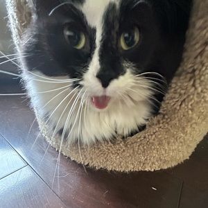 Meet your Posher, Isabelle